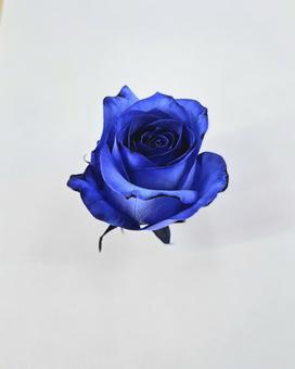 ブルーローズ1 薔薇,バラ,青バラの写真素材