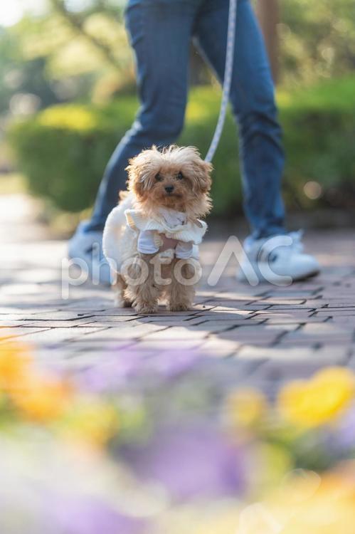 春の公園で散歩するトイプードル トイプードル,トイプー,パピーの写真素材