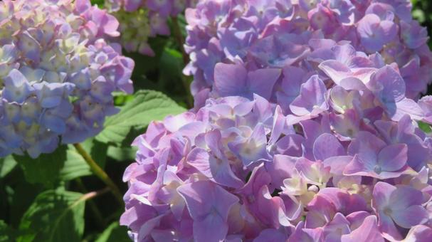 Photo, hydrangea, flower, beautiful, 