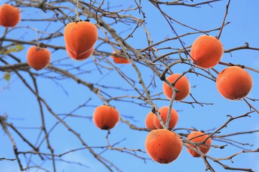 青空と柿 柿,青空,枝の写真素材