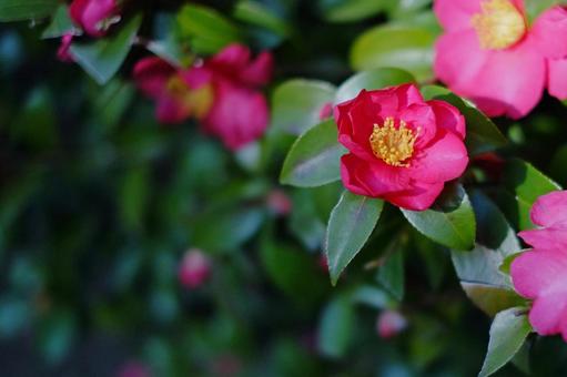 Photo, camellia, flower, pink, 