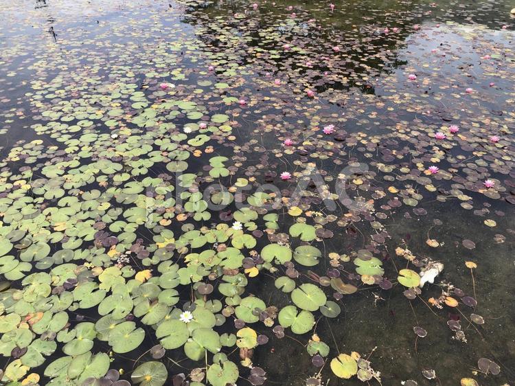 木崎湖に咲く睡蓮　長野県大町市 木崎湖,睡蓮,スイレンの写真素材