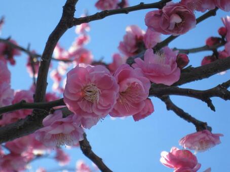 梅の写真