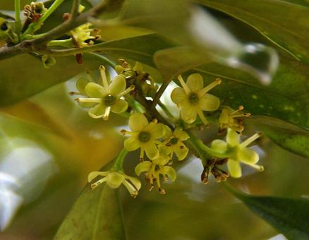 モチノキ モチノキ モチノキ,黐の木,全緣冬青の写真素材