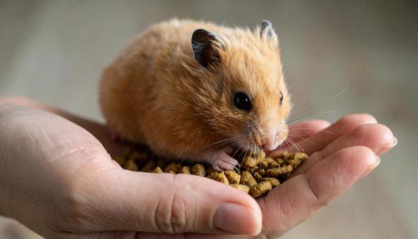 飼い主の手の上でご飯を食べるハムスター 飼い主の手の上でご飯を食べるハムスターの写真