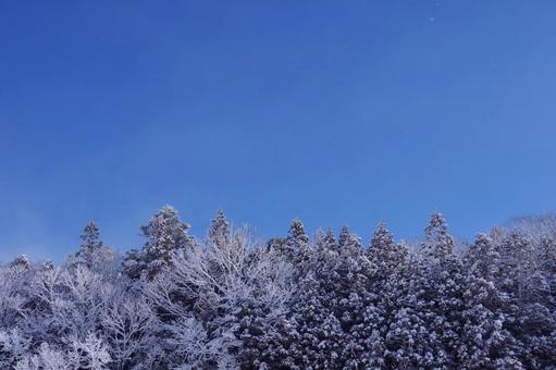 雪の積もった日 雪,雪景色,木の写真素材