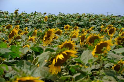夏の思い出 夏の思い出 ひまわり,向日葵,夏の写真素材