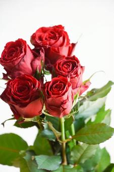 赤いばら ばら,薔薇,赤い薔薇の写真素材