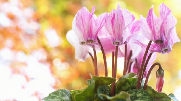 シクラメン-135 シクラメン,ガーデンシクラメン,クレヨンの写真素材