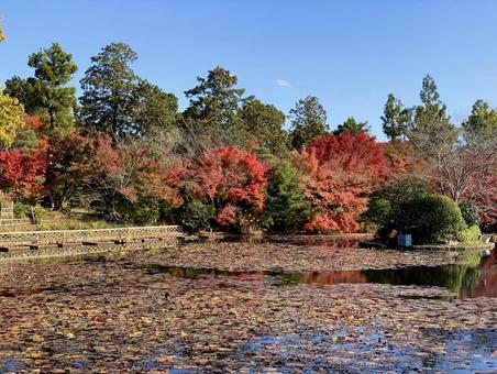 池の水面に映る紅葉の景色 秋,もみじ,紅葉の写真素材