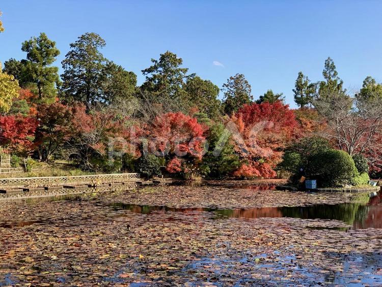池の水面に映る紅葉の景色 秋,もみじ,紅葉の写真素材