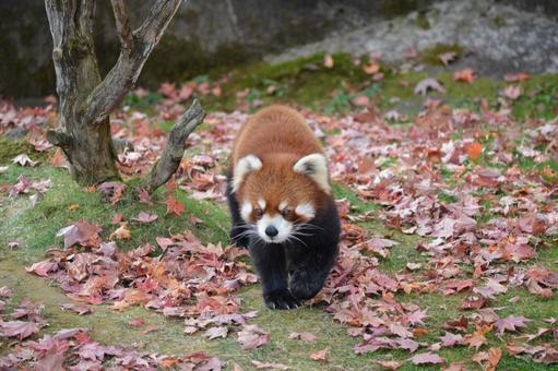 レッサーパンダの写真