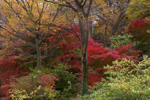 背景に合う紅葉の景色の写真