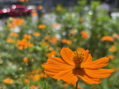 Orange flower photos to use when you want to draw attention, JPG Orange flower photos to use when you want to draw attention, JPG
