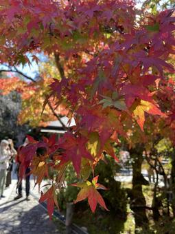 那谷寺の紅葉 紅葉,モミジ,もみじの写真素材