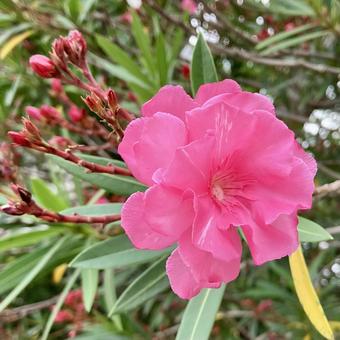 花★キョウチクトウ ピンク 花★キョウチクトウ ピンク キョウチクトウ,ピンク,フラワーの写真素材