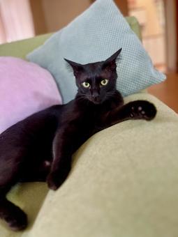 モデルさんみたいなロンちゃん♡ モデルさんみたいなロンちゃん♡の写真