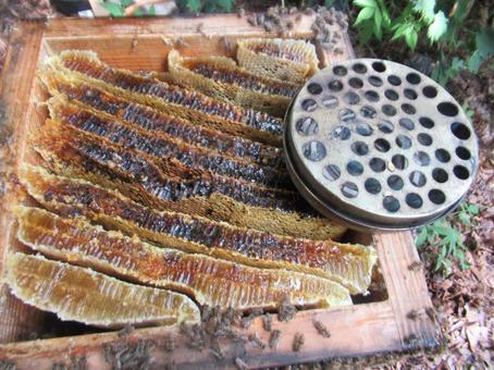 食べ物 食べ物 日本ミツバチの巣,巣蜜,蜜蝋の写真素材