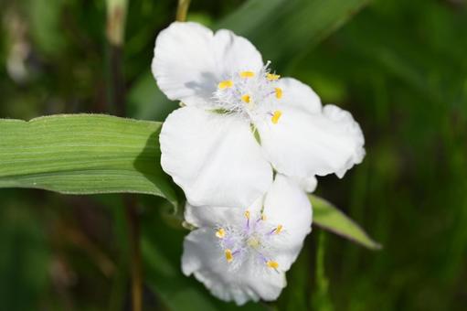 家の庭に咲いたムラサキツユクサの花 家の庭に咲いたムラサキツユクサの花の写真