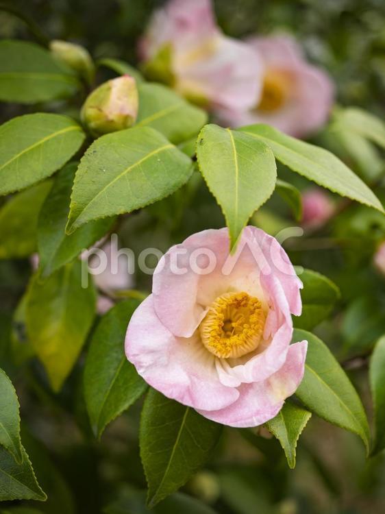 美しい椿の花　妻籠 美しい椿の花,きれい,白色の写真素材