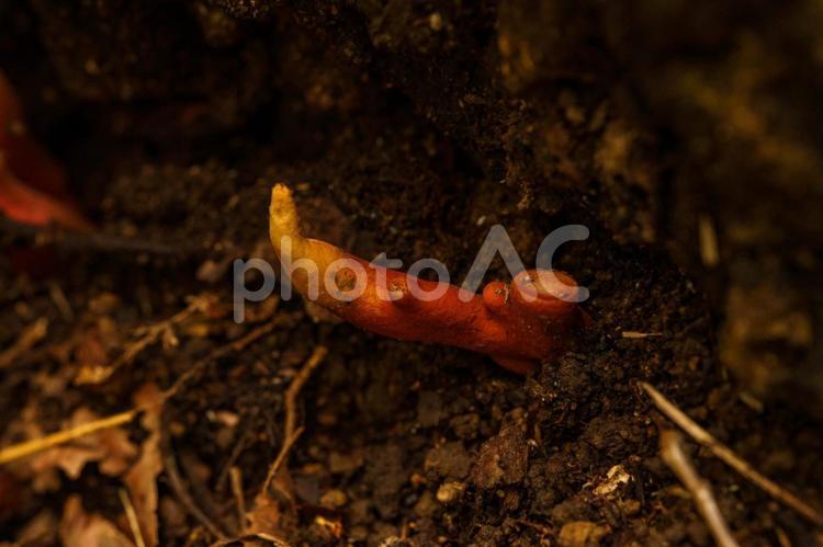秋の森で見つけた赤いカエンダケ クローズアップ,自然,植物の写真素材