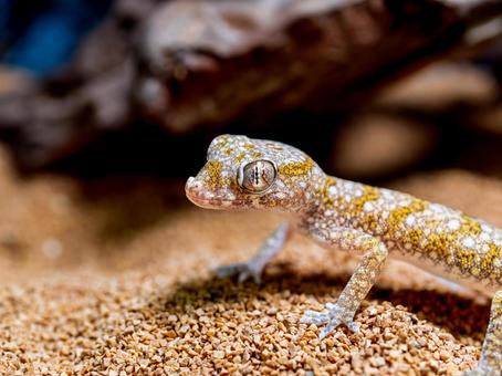 エレガンスボウユビヤモリのアップの写真