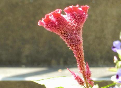 【花の写真】赤いケイトウの花 【花の写真】赤いケイトウの花の写真