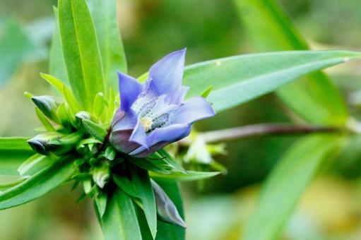 リンドウの花 リンドウの花の写真