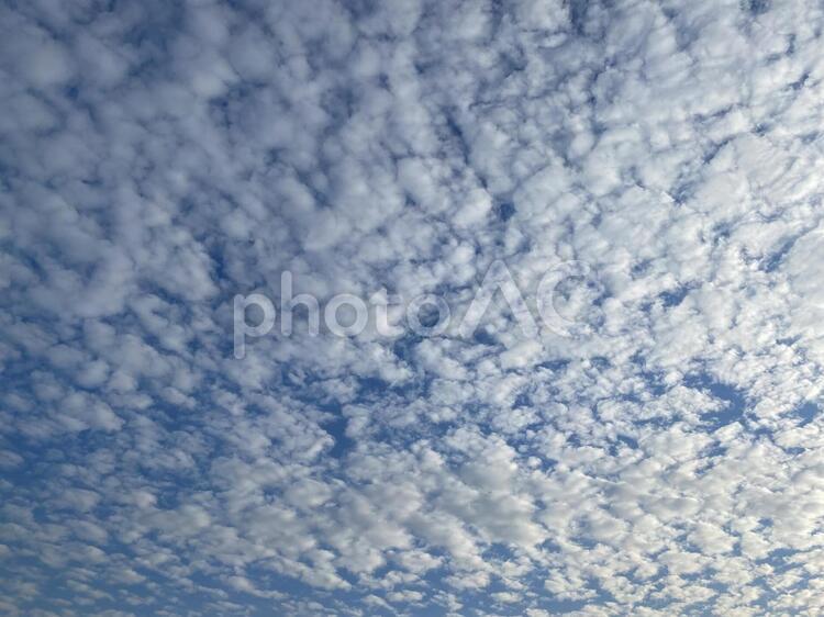 青空と霜降りみたいな雲1 自然,最高,空の写真素材