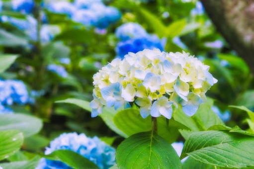 アジサイ 紫陽花 あじさい アジサイ 紫陽花 あじさいの写真