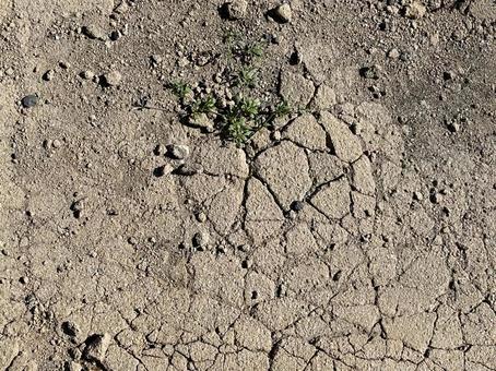 日照りの土 日照りの土の写真