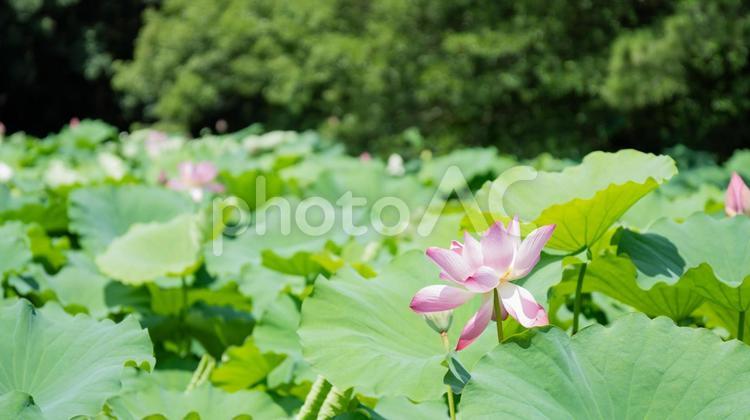 晴れた日に咲くたくさんの蓮の花と蕾 蓮,ハス,花の写真素材