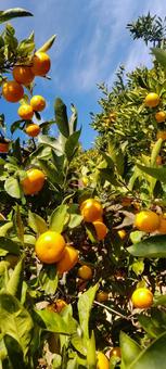 みかんと青空 みかん,オレンジ,空の写真素材