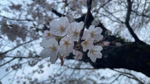 桜 桜 花,春,桜の写真素材