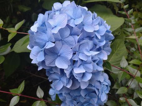 紫陽花 紫陽花 庭園,庭,自然の写真素材