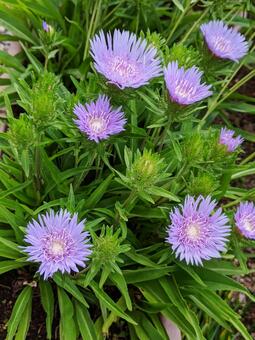 ストケシア・瑠璃菊の咲く風景 草花,素材,さわやかの写真素材