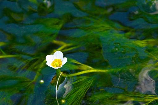 Photo, bagamo, plum blossom algae, water flower, 