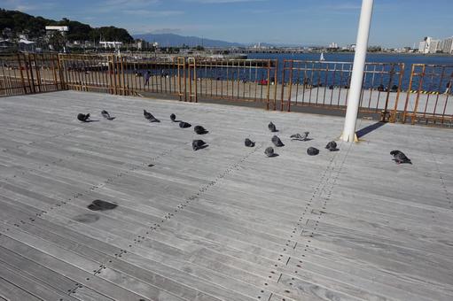 江の島海岸にいる鳩たち 鳩,はと,風の写真素材
