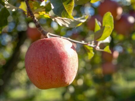 りんご りんご,りんご農家,りんご狩りの写真素材