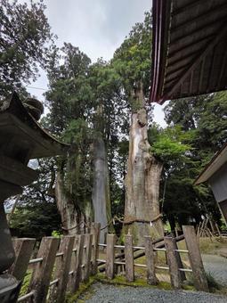 Photo, kochi prefecture, ootake-cho, fir, 
