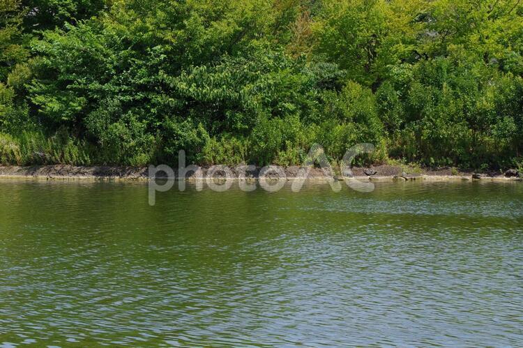 浮間公園の風景 浮間公園,浮間舟渡,青空の写真素材