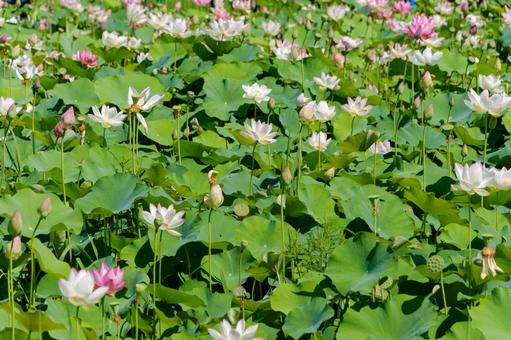 咲き進む蓮の花と夏の情景 咲き進む蓮の花と夏の情景の写真