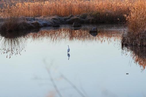 池にただずむチュウサギ チュウサギ,シラサギ,水鳥の写真素材