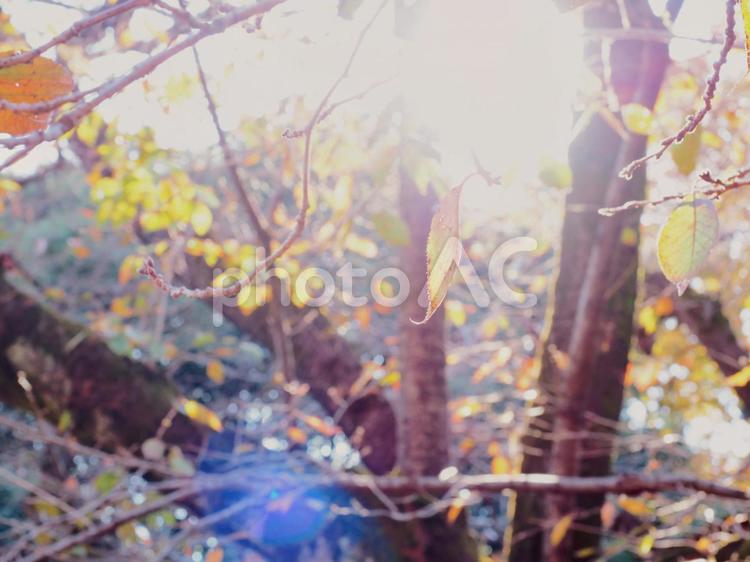 光に照らされた紅葉した木 四季,自然,風景の写真素材