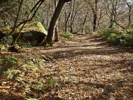 晩秋の日暮れ前の山道 山道,落ち葉,森の写真素材