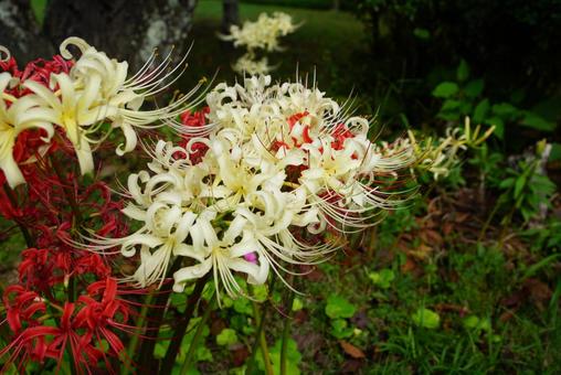 白いヒガンバナと赤いヒガンバナ 彼岸花,白,植物の写真素材