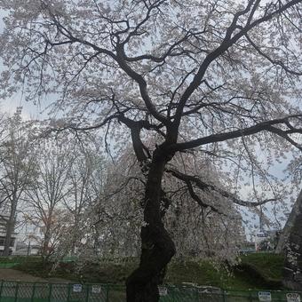 From under the cherry tree, JPG From under the cherry tree, JPG