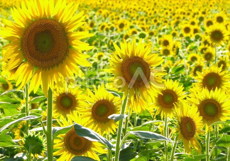 ひまわり　201208 07 ひまわり,ひまわり畑,夏の写真素材