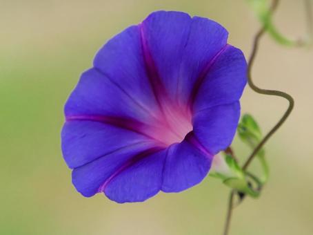 Blue morning glory, JPG Blue morning glory, JPG