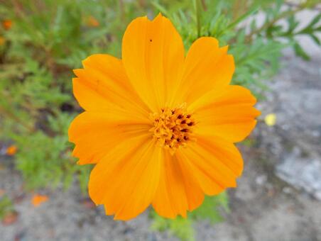 【花の写真】コスモス（秋桜） コスモス,秋桜,自然の写真素材